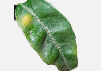 Cómo reconocer y combatir ácaro o araña roja en naranjo