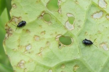 Symptômes, traitements et recommandations pour traiter les altises de la bette à carde