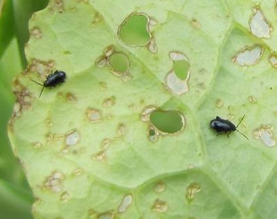 Daños en hoja