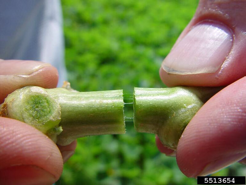 Pourriture molle ou jambe noire des courges | idMicrobe