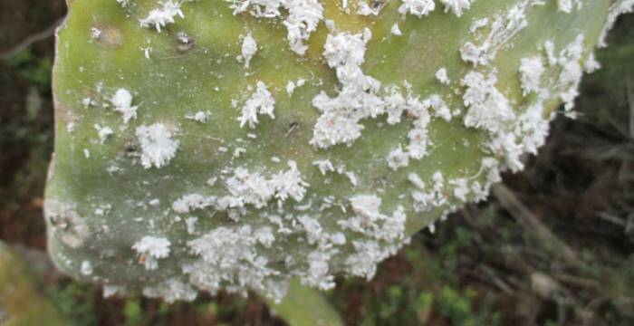 Cochonilhas em plantas ornamentais | idMicrobe