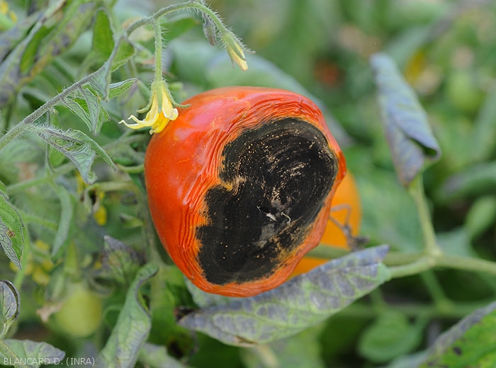 Fruto afectado por Alternaria con manchas oscuras y zonas de podredumbre