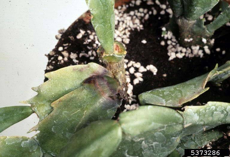 Cómo reconocer y combatir podredumbre del cuello en cactus