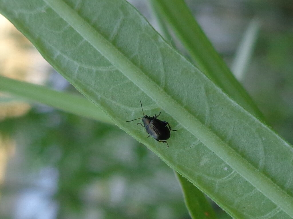 Flea beetle on sugar beet | idMicrobe