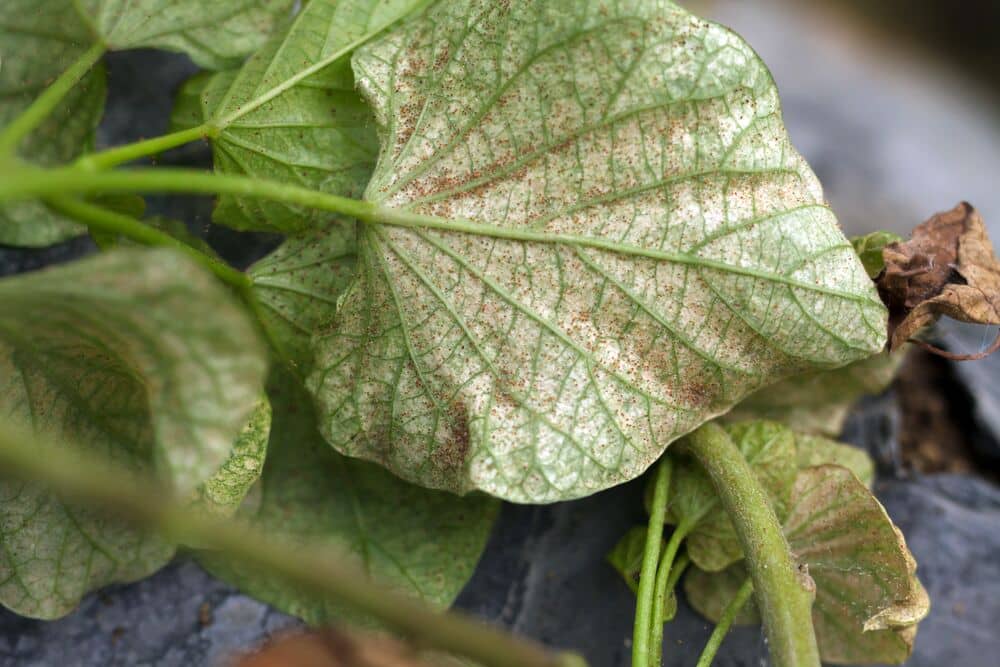 Acaridae damage on plant