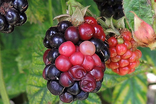 Damage caused by the red berry mite on blackberries