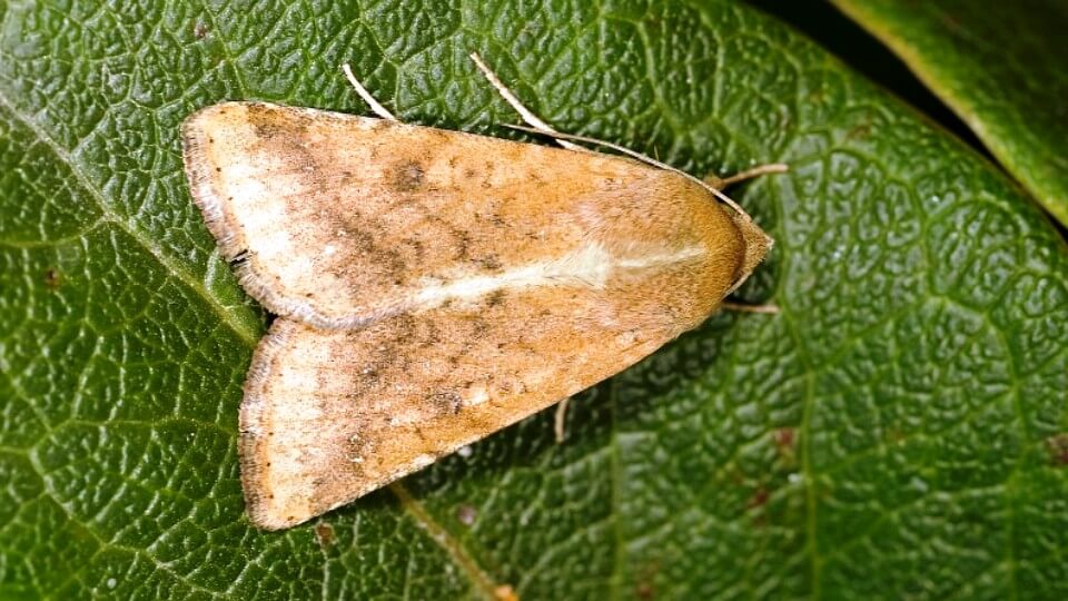 Damage caused by earworm in berries