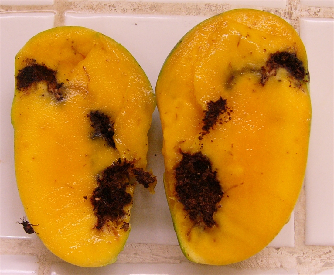 Fruit affected by weevils with holes and surface damage
