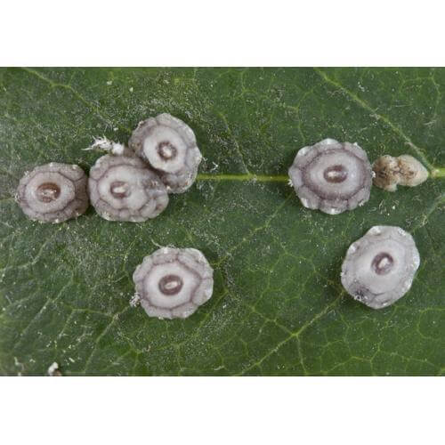 Mealybug or fig scale | idMicrobe