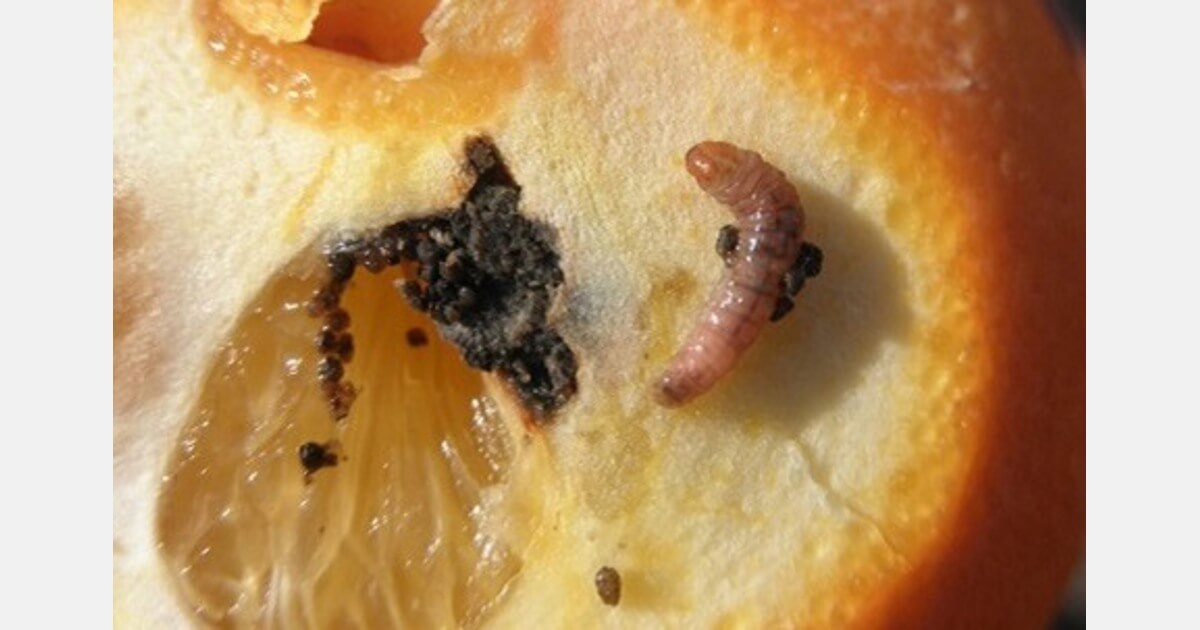 False codling moth in grapefruit: How to recognize and treat it effectively