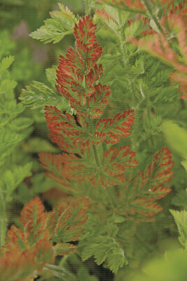 Vírus da folha vermelha da cenoura | idMicrobe