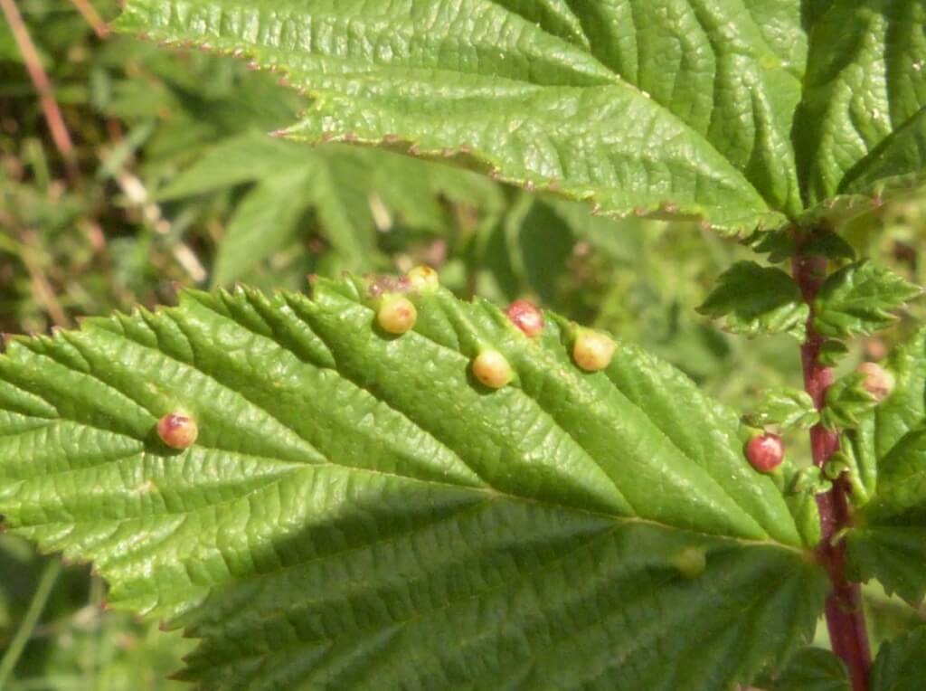 Mosquito o mosca de la agalla: qué es, cómo se origina y cómo eliminar de forma efectiva en frambuesa