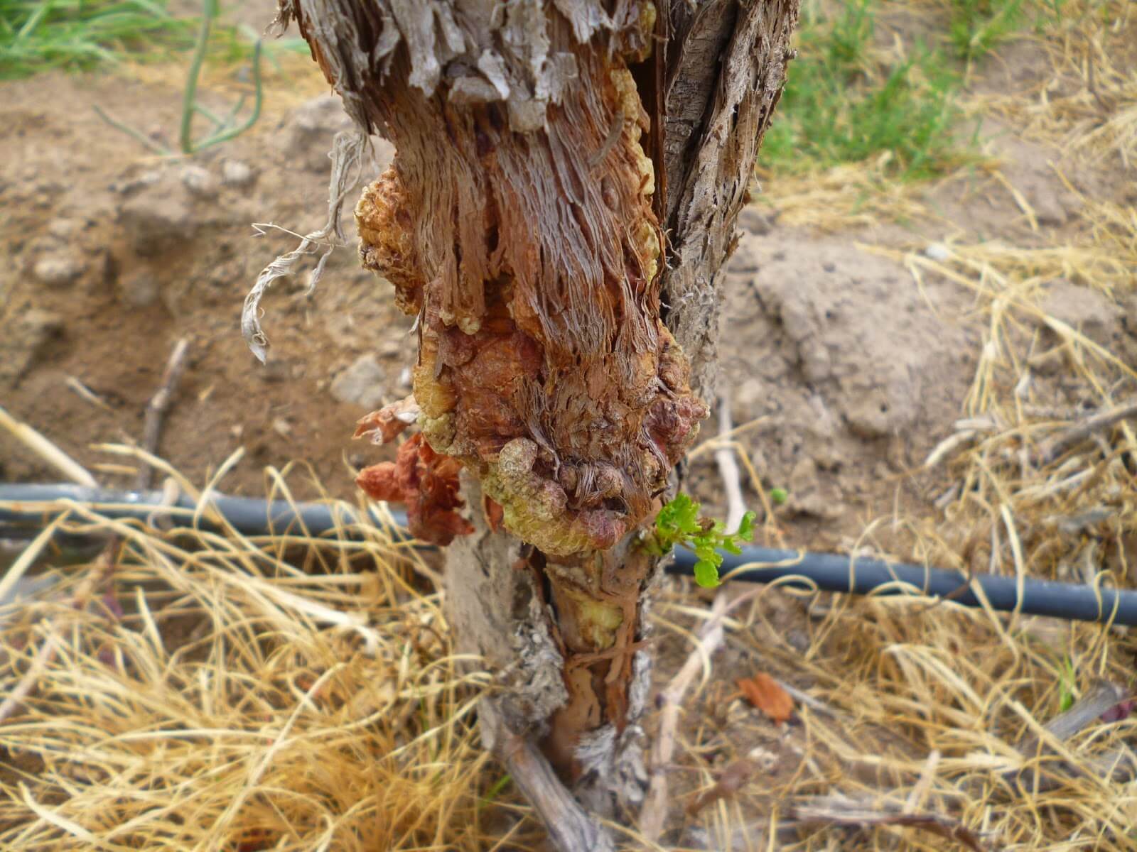 Crown Gall on Grapevines: How to Recognize and Treat It Effectively