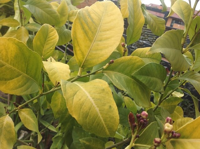 Gummosis: What it is, how it occurs, and how to eliminate it effectively