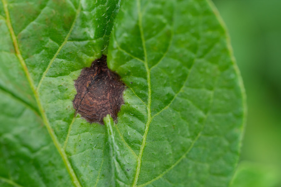 Tizón temprano o alternariosis en Patata: Cómo se reconoce y se trata eficazmente