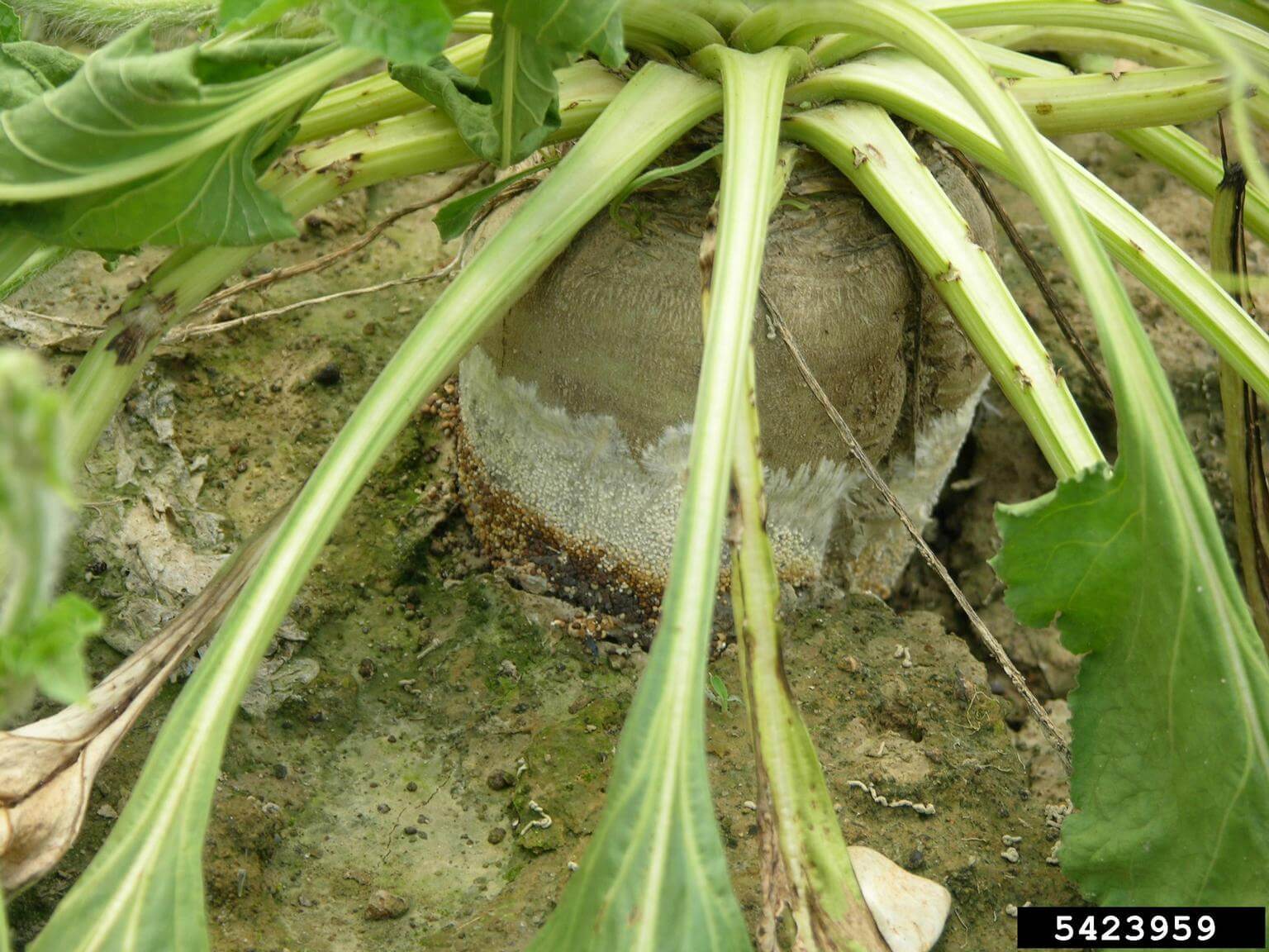 Dégâts causés par le mildiou sur les betteraves de table