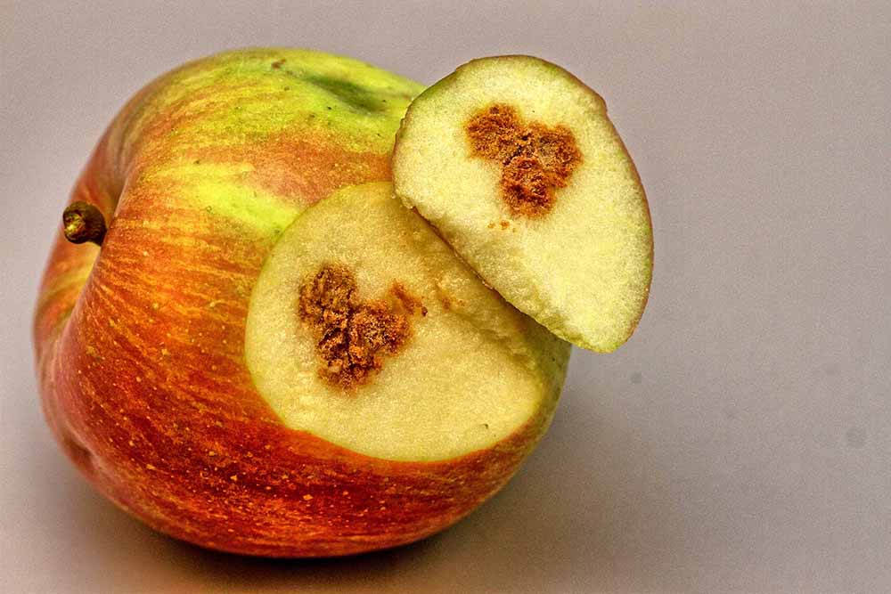 Fruto afectado por chinches con picaduras y manchas en la superficie