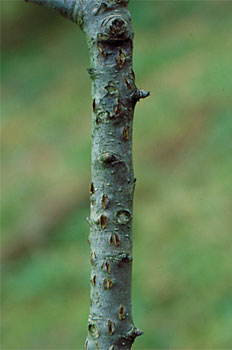 Torito: o que é, como se origina e como eliminá-lo eficazmente