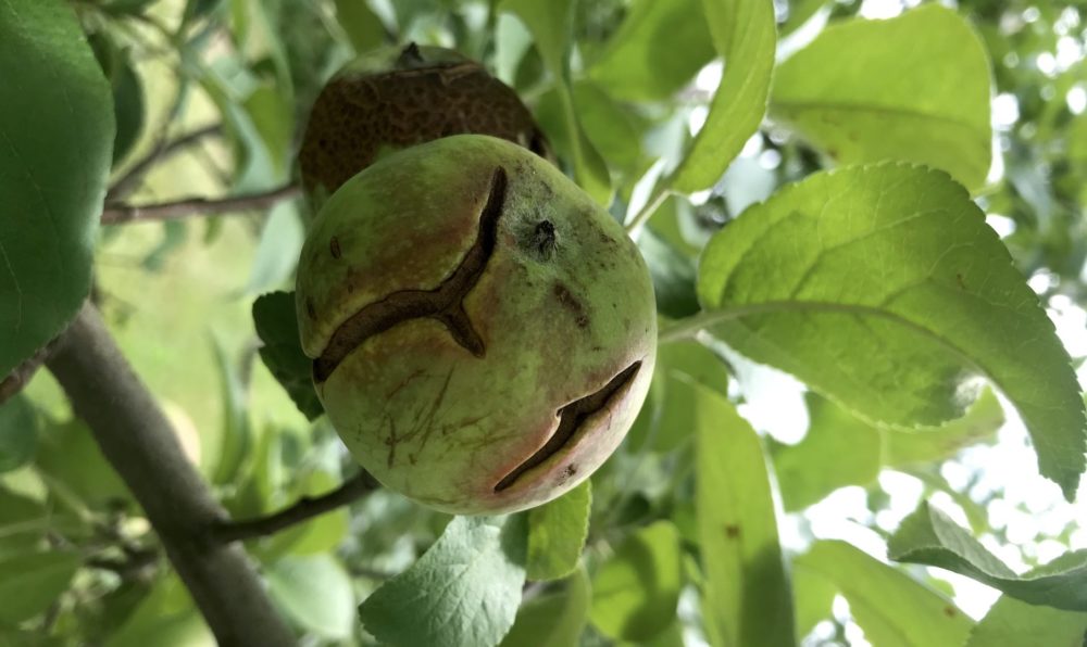 Estrés hídrico en plantas: síntomas y daños visibles en frutos