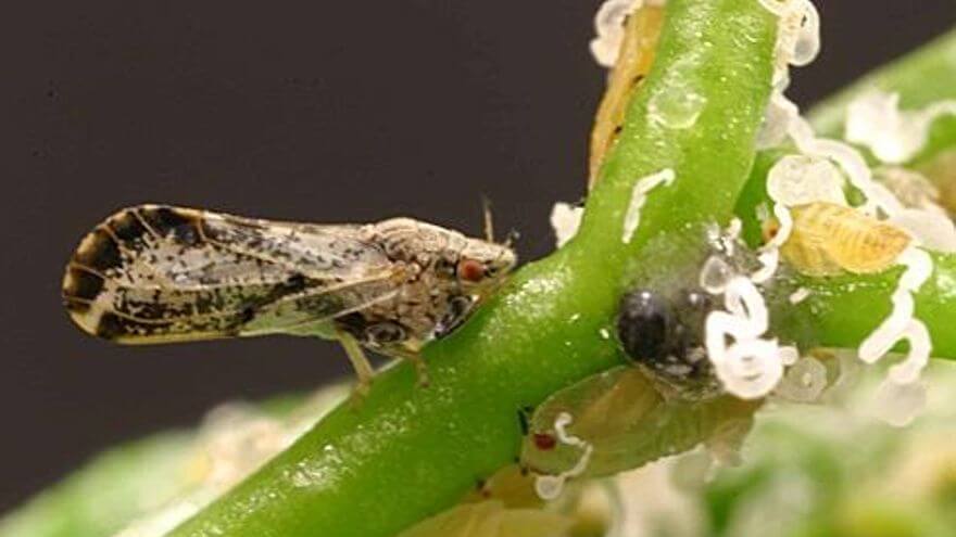 Psílido asiático de los cítricos: qué es, cómo se origina y cómo eliminar de forma efectiva