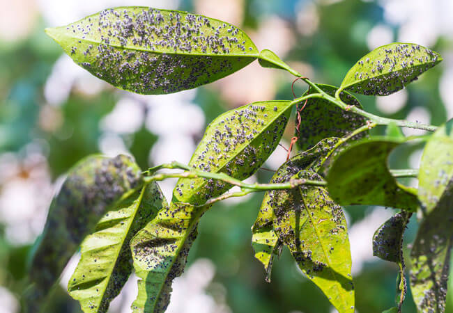 Damage caused by aphids on pome fruit trees