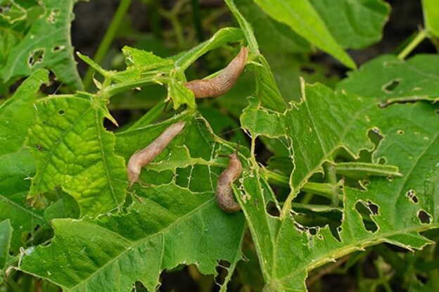 Septoriosis en plantas ornamentales | idMicrobe