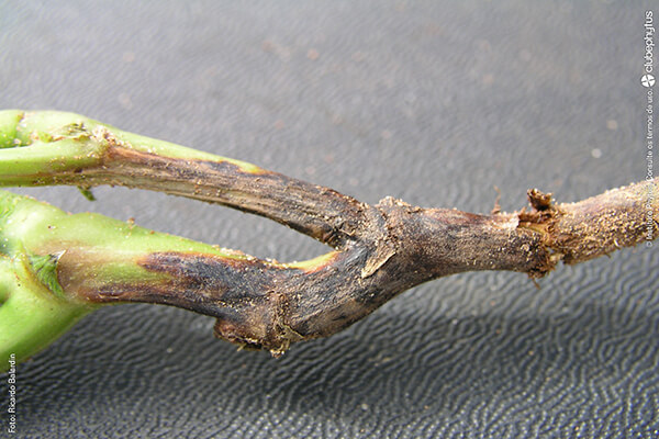 Antracnosis: Síntomas y daños en Soja