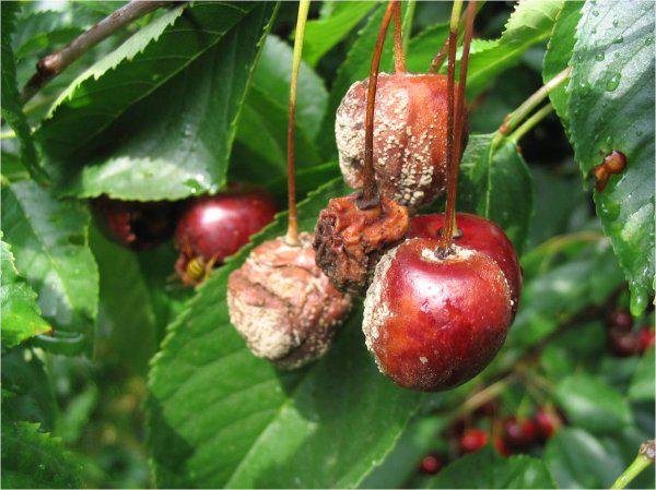 Fruto afectado por monilia con manchas marrones y podredumbre