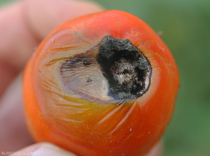 Hongos: Síntomas, daños y soluciones en frutos