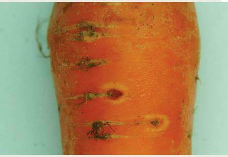 El picado de la zanahoria | idMicrobe