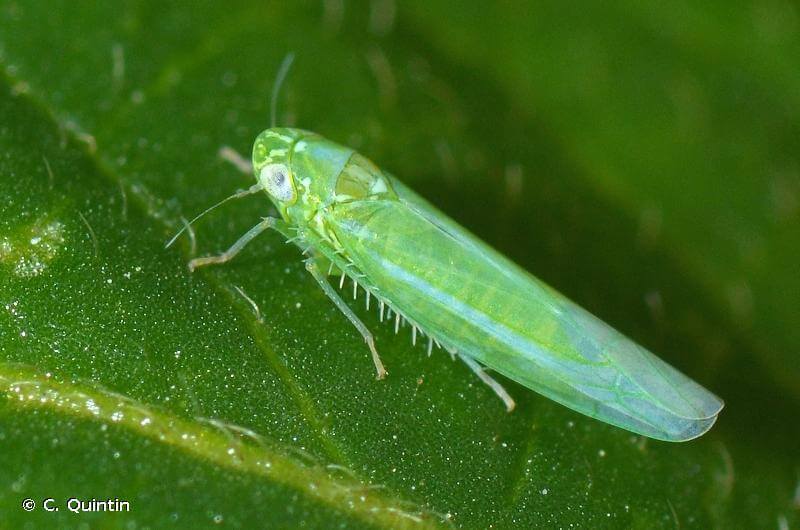 Cigarrinhas em pêssegos e nectarinas: como reconhecê-las e tratá-las de forma eficaz
