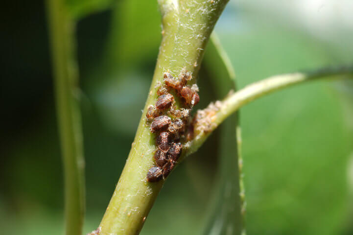 Psyllium em pomóideas: sintomas e danos em pomóideas