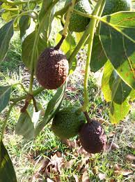 Anelamento de caule de abacate | idMicrobe