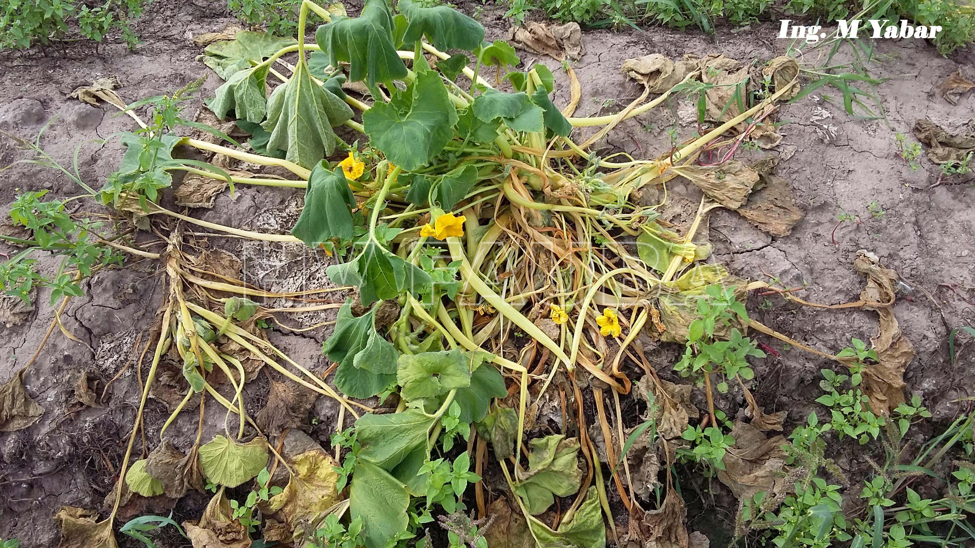 Tizón tardío: qué es, cómo se origina y cómo eliminar de forma efectiva en calabaza