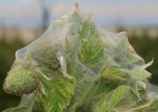 Red spider mite on blueberries: How to recognize and treat them effectively
