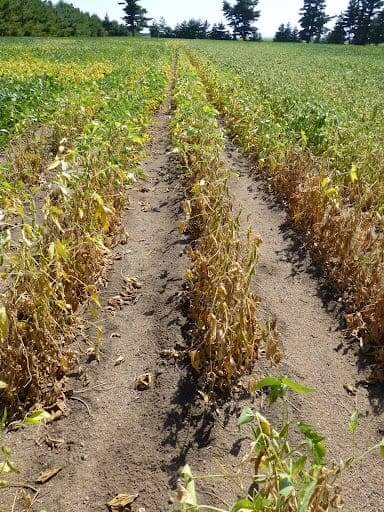 Sintomas, tratamentos e recomendações para tratar a podridão do carvão