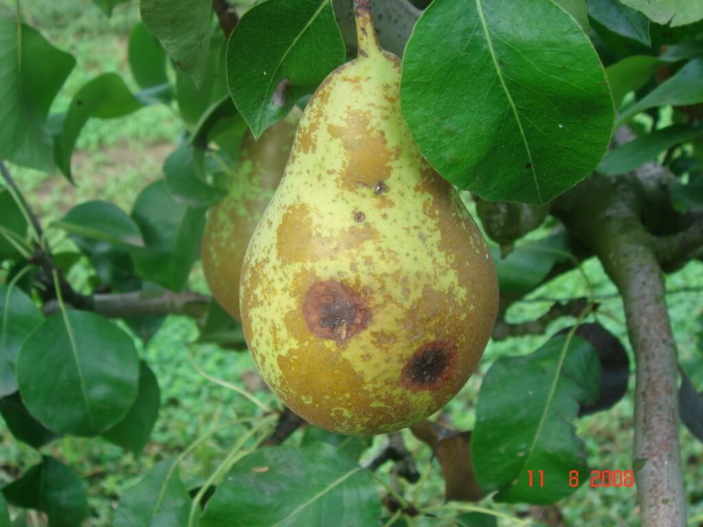 Black or brown spot on pear trees: what it is, how it occurs, and how to remove it effectively.