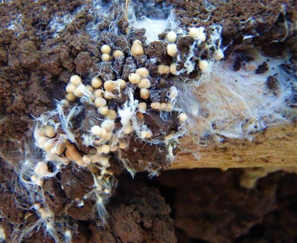 Mal del esclerocio o añublo sureño en remolacha azucarera | idMicrobe