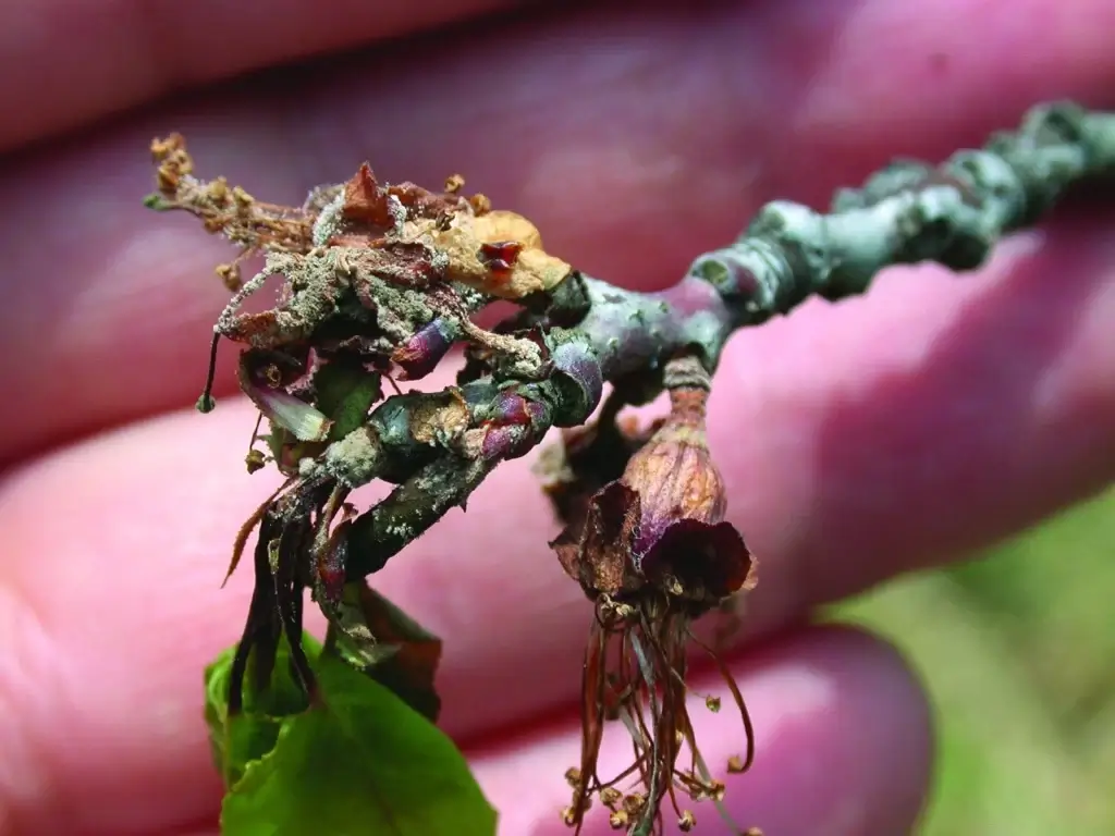 Monilinia o podredumbre parda: Síntomas y daños en Albaricoque