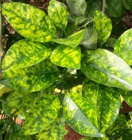 Plante atteinte par un virus présentant une chlorose et des feuilles déformées