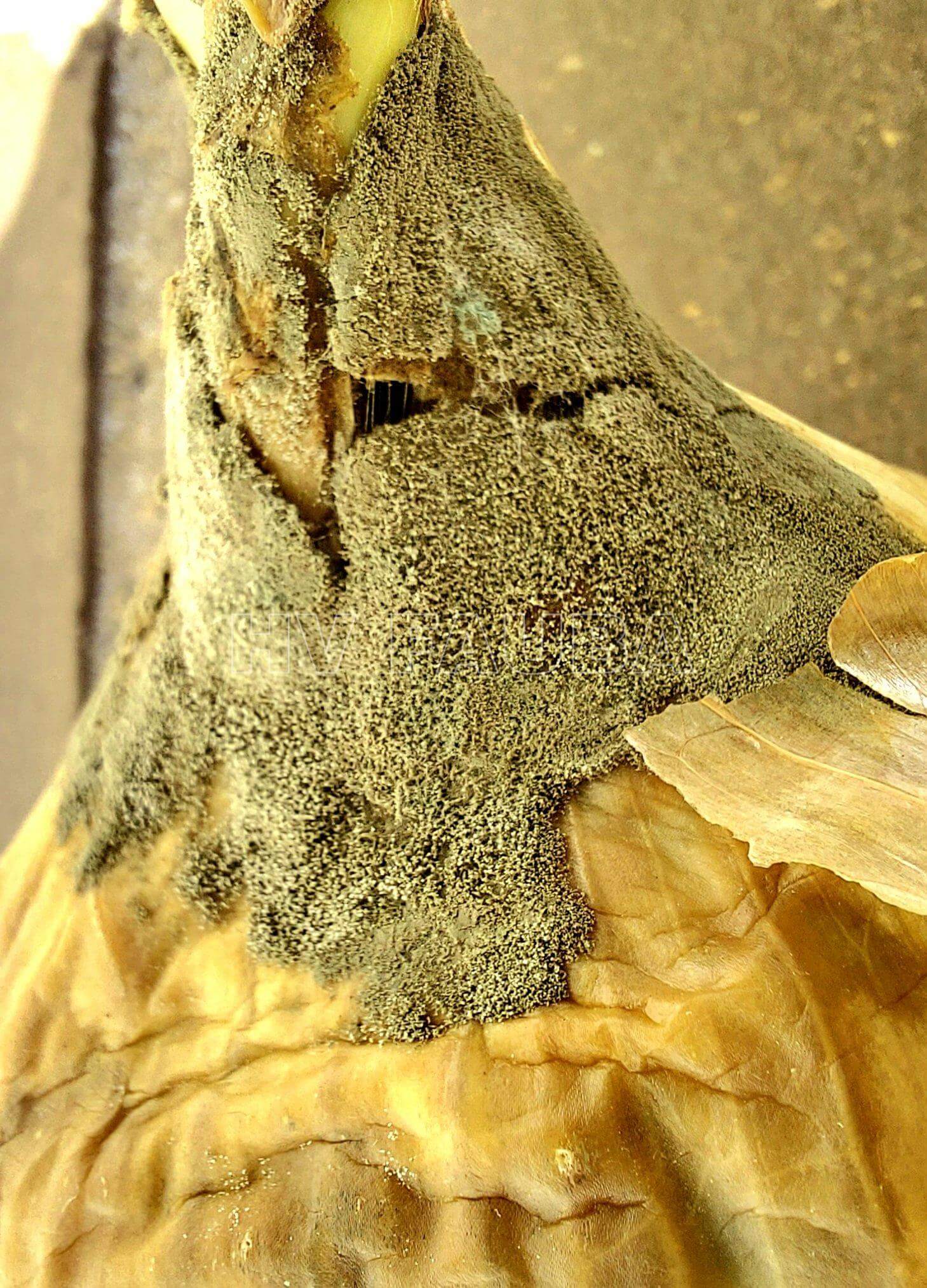 Cómo reconocer y combatir podredumbre del cuello en cebolla