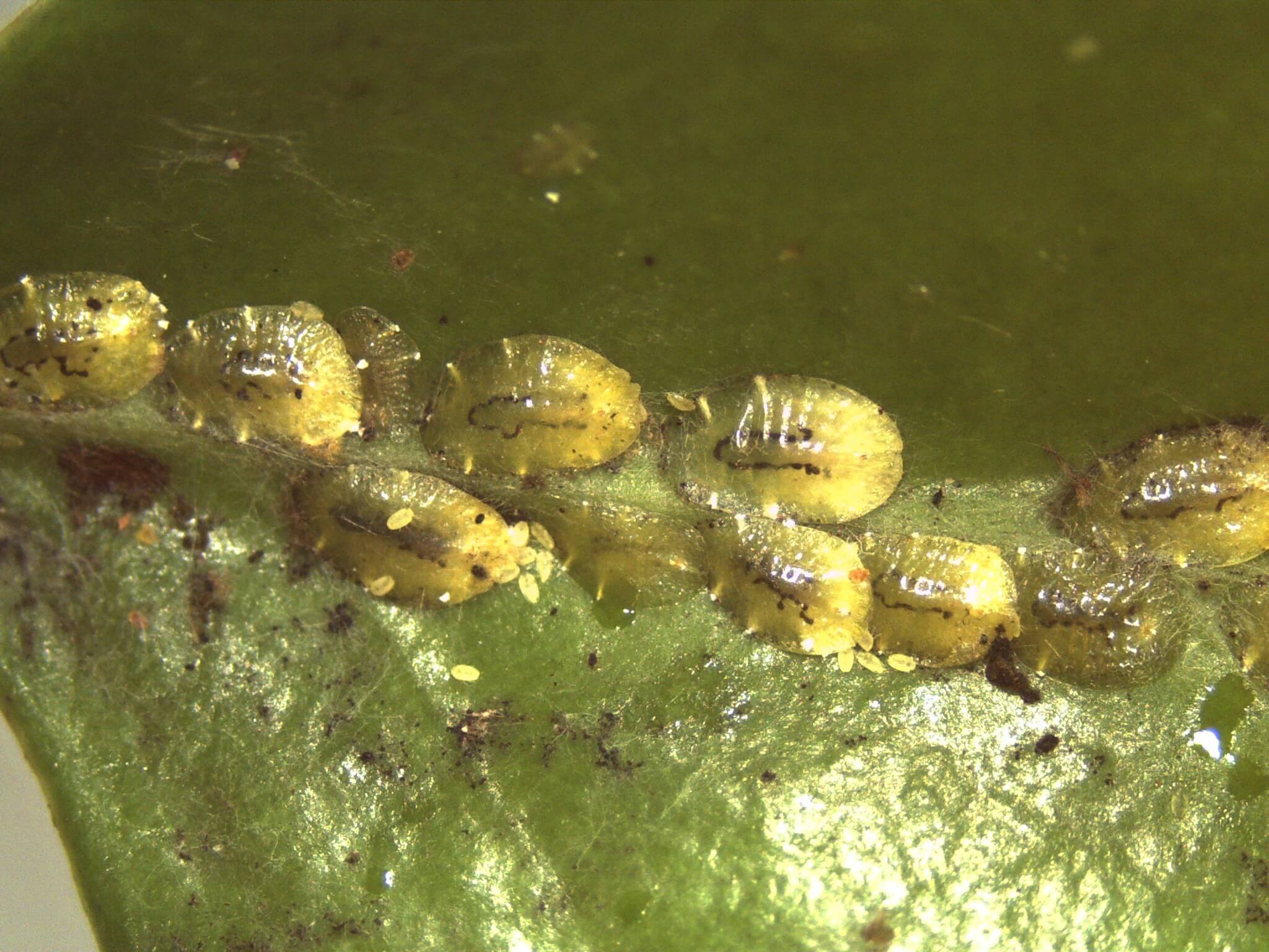 Escama: Sintomas e danos no abacate