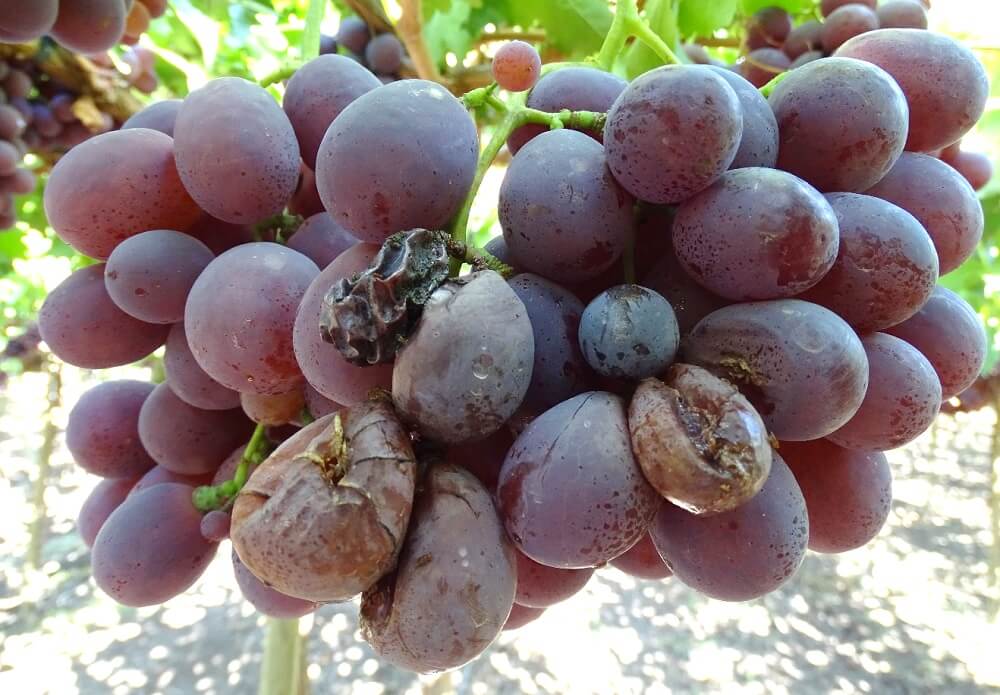 Acid Rot in Grapevines: How to Recognize and Treat It Effectively
