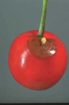 Cherry fruit fly: Symptoms and damage in cherry trees