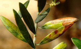 Repilo plomizo o emplomado: Síntomas y daños en Olivo de verdeo / almanzara