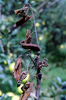 Phomopsis: Sintomas e danos em macieiras
