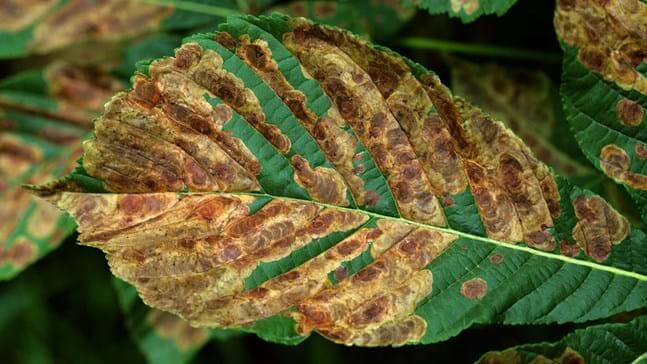Leaf miner moth: what it is, how it originates, and how to eliminate it effectively.