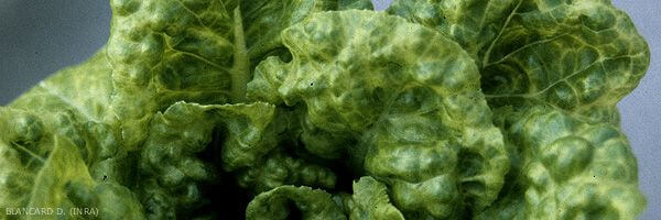 Lettuce mosaic virus: what it is, how it originates, and how to eliminate it effectively.