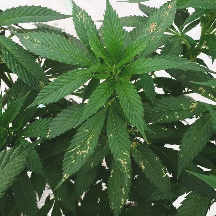 Chicharritas o cicadelidos en cannabis | idMicrobe