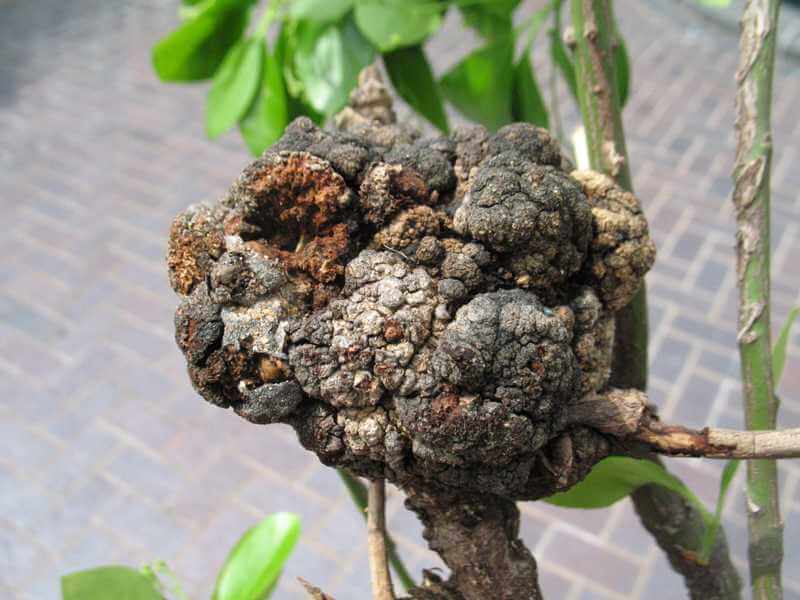 Galha da coroa: sintomas e danos em amoras